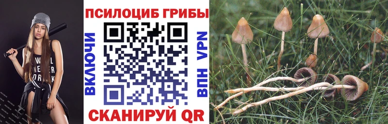 где купить наркотик Чебаркуль Псилоцибиновые грибы Magic Shrooms